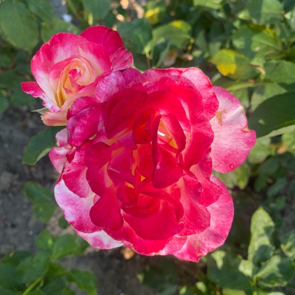 Meet your Posher, Kc - Picture 1 of 1